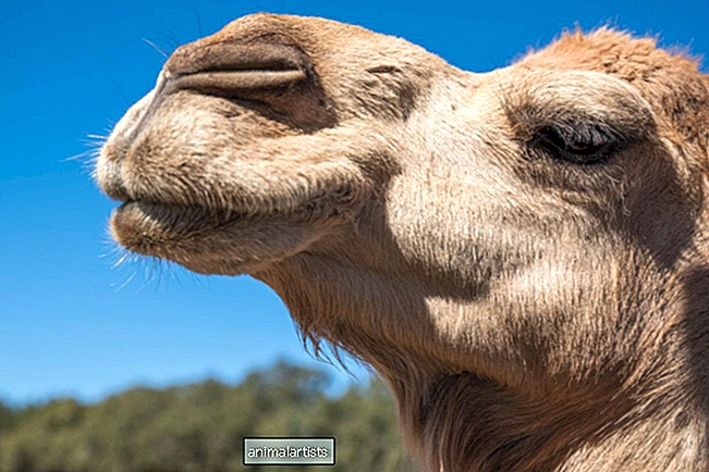 Video av räddade kameler som hoppar av glädje över sin middag är helt enkelt perfekt