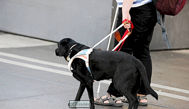 Video af servicehund, der rejser på krydstogtskib, har folk stillet ét spørgsmål - Artikel