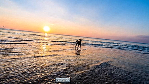 Viral video av hunden som stille nyter stranden er den ultimate tidslinjerensingen - Artikkel