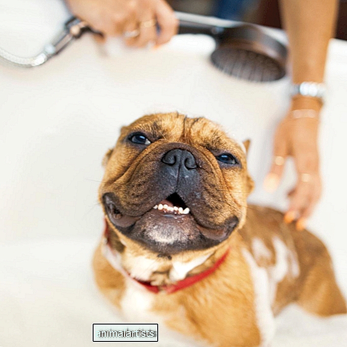Douxo hlorheksidīna šampūns seborejas ārstēšanai suņiem - Ask-A-Vet