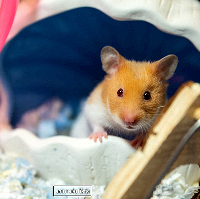 Hoe kan ik mijn hamster aanmoedigen om op haar speelgoed te kauwen? - Vraag-A-Dierenarts