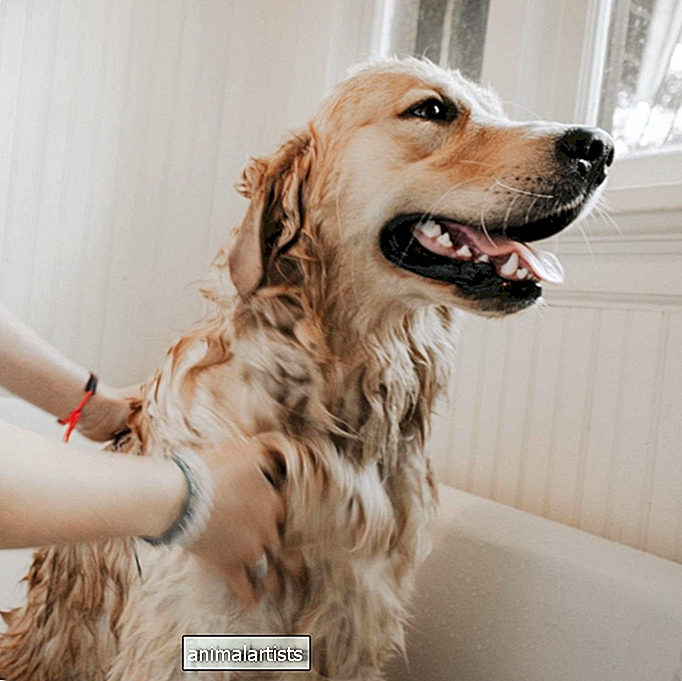 Kaip duoti šuniui gydomąją vonią (žingsnis po žingsnio ir DUK)