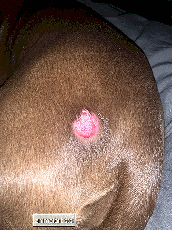A ferida no quadril do meu cachorro é de micose ou outra coisa? - Ask-A-Vet