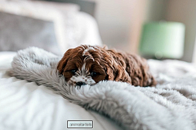 Moj pes je pojedel posteljnino iz pene – kaj naj naredim? - Vprašajte-A-Vet