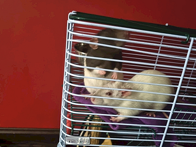 Mal by som svoje potkany oddeliť, ak spolu nevychádzajú? - Spýtať Sa