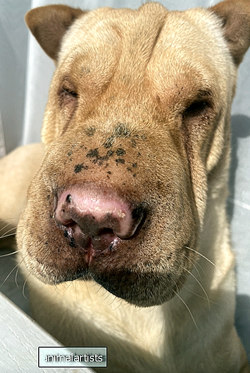 Kaj je narobe z nosom mojega psa? - Vprašajte-A-Vet