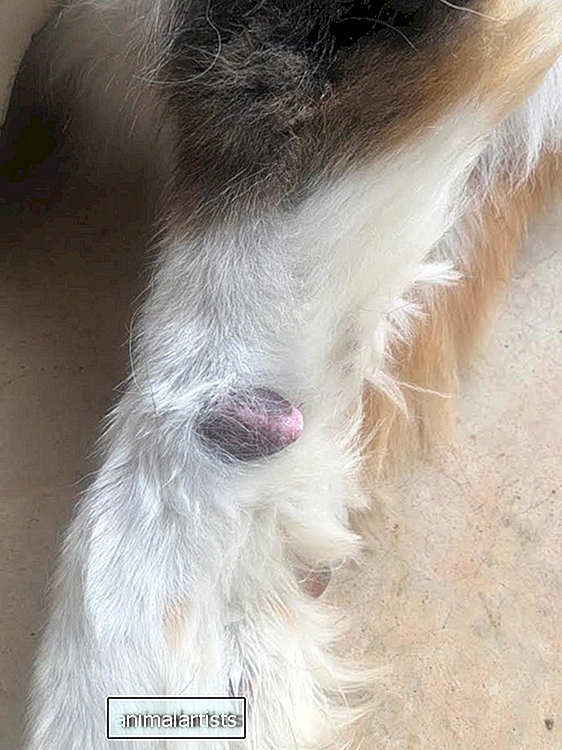 O que é essa protuberância na perna do meu cachorro? Eu deveria estar preocupado? - Ask-A-Vet
