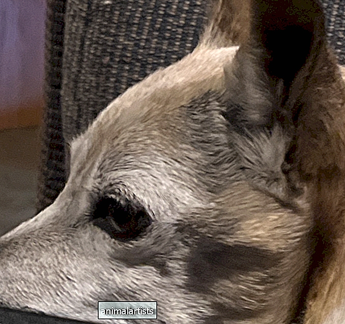 Γιατί είναι βυθισμένα τα μάγουλα του σκύλου μου;
