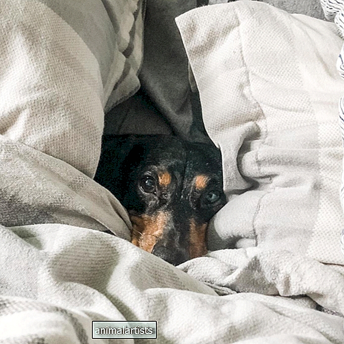 Zašto moj pas piški u snu? Je li bolesna? - As-A-Vet