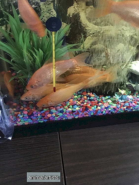 मेरी सुनहरी मछली सफेद क्यों हो रही है?