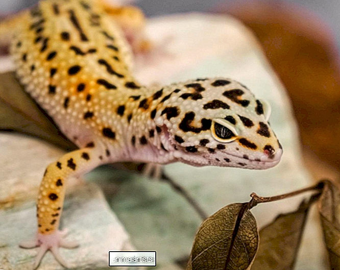Pourquoi mon gecko léopard est-il constipé ? Comment puis-je aider?