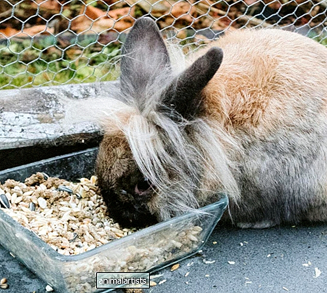 Защо моят заек не яде сено? (Опитах всякакъв вид!)