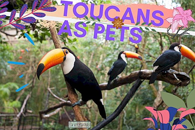 10 razões pelas quais os tucanos são excelentes animais de estimação