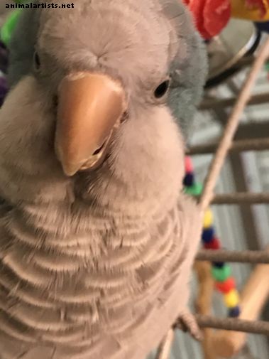 Hoe zorg je voor je Quaker-papegaaien - vogelstand