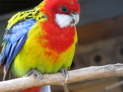 10 najfarebnejších vtákov na svete