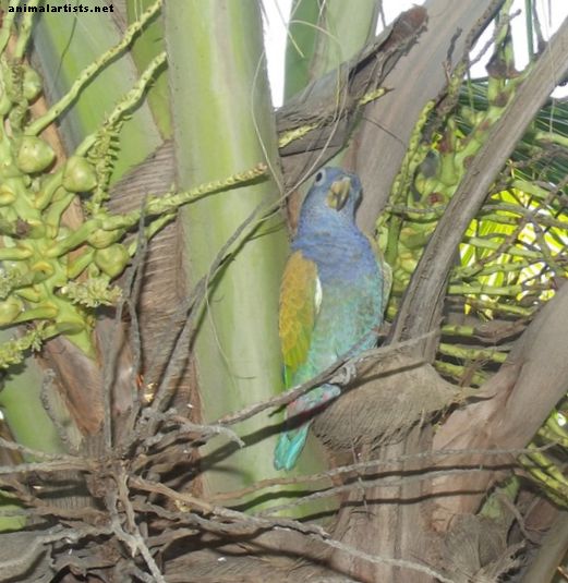 Hranjenje in vadba papige Pionus - Ptice