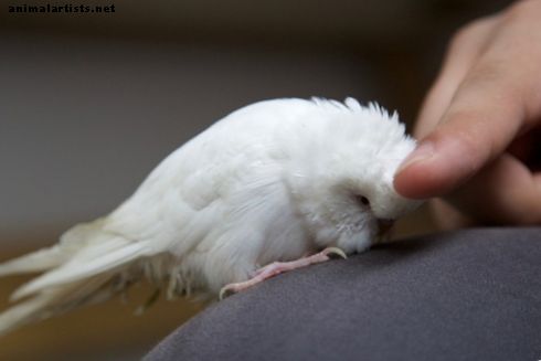 Vaš vodič za vašeg prvog ljubimca Albino Budgiea - ptice