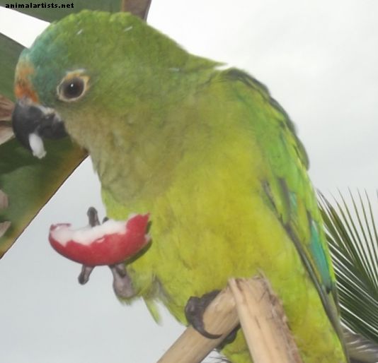 35+ brazílskych papagájov: portugalské mená a ďalšie