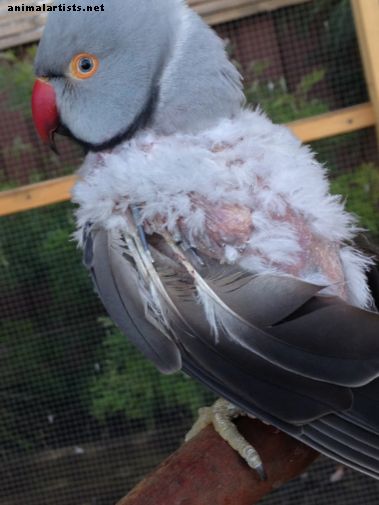 Почему мой попугайчик с перьями в кольце? - птицы
