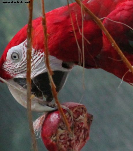 Sollten Sie Obst und Gemüse zur Ernährung Ihres Haustiervogels hinzufügen? - Vögel