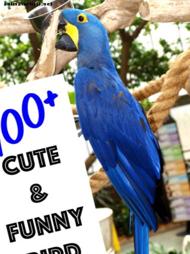 100+ χαριτωμένα και αστεία ονόματα πουλιών (από τον κ. Beaks στο Whistler) - Πουλιά