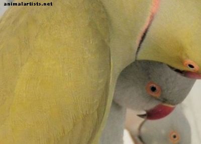 Indijas gredzena kakla papagaiļi - Putni