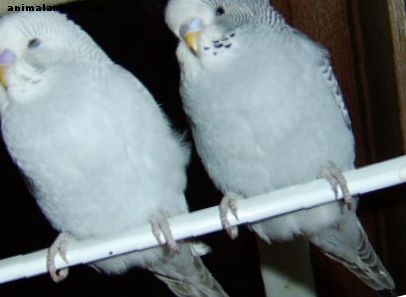 Мой волнистый попугайчик - мальчик или девочка? - птицы