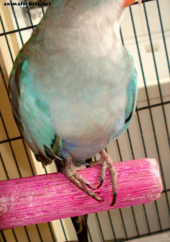 Pássaros - Como são os papagaios da princesa como animais de estimação?