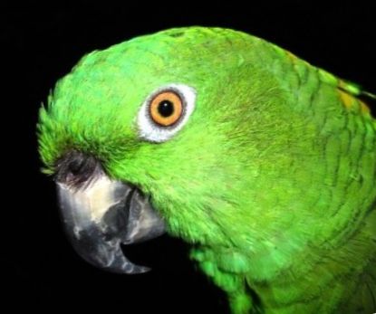 Kā iemācīt lolojumdzīvnieku papagaili runāt