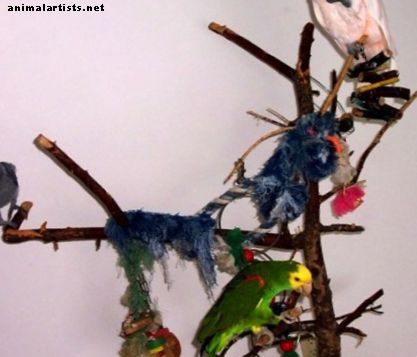 Ptice v ozadju: Življenje s tremi igrivimi papagaji