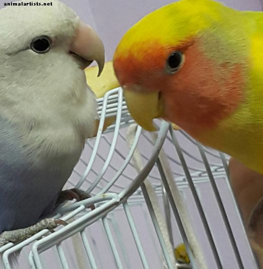 Lovebird Courtship and Mating: Lo que aprendimos - Aves