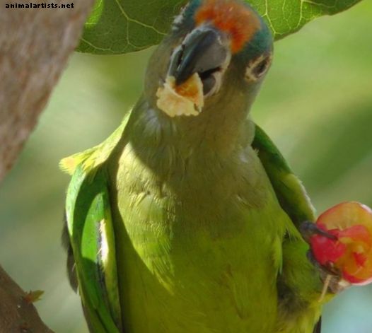 4 beste manieren om uw papegaai te trainen