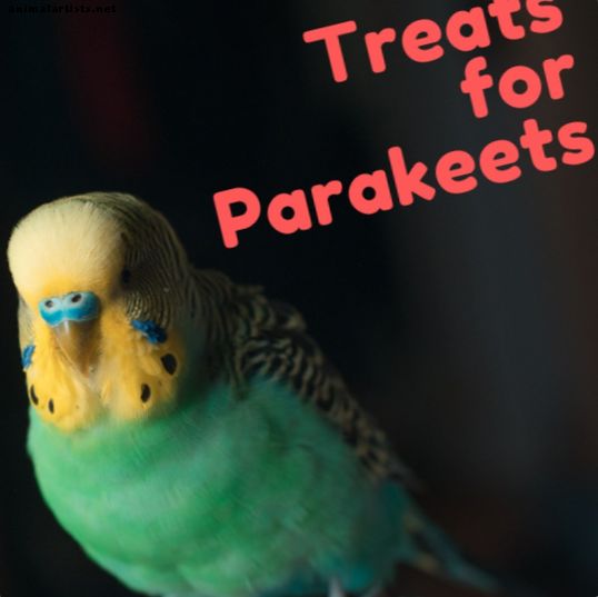 कौन से खाद्य पदार्थ खाने के लिए Parakeets के लिए सुरक्षित हैं?