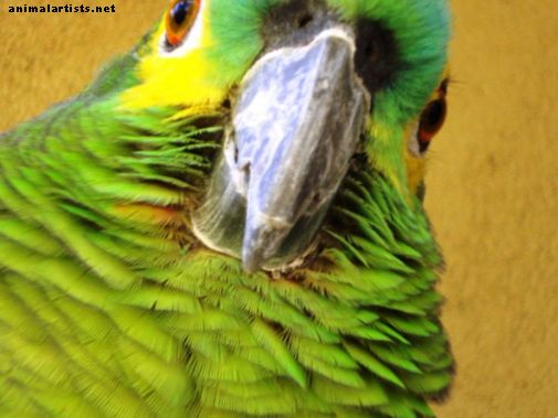 Amazonas contra loros grises africanos como mascotas - Aves