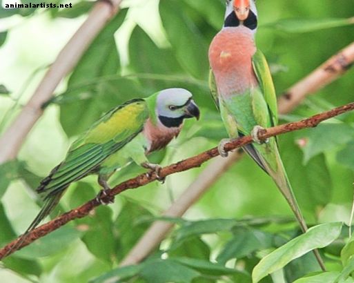 Mustache Parakeet: Leikkisä ja taitava pet papukaija - linnut