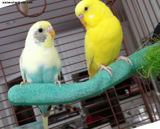 Cómo prepararse para adoptar un pájaro mascota y traer su nuevo pájaro a casa - Aves