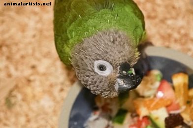 Drūms konservs kā lolojumputns: mīlīgs un gudrs papagailis
