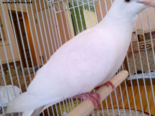 ¿Las palomas blancas de Java son buenas mascotas? - Aves
