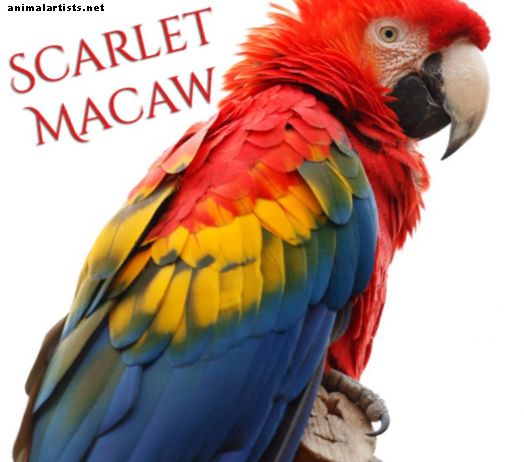 Scarlet Macaw turėjimo vadovas - Paukščiai