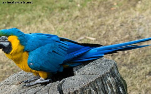 Linnud - Mis on head papagoi nimed?  100 nimeideed ahvidele ja muule