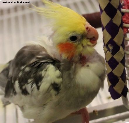 Etika chovu domácich vtákov: Je kruté držať vtáka v kleci? - vtáctvo