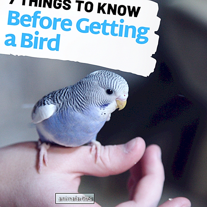 7 cose che dovresti sapere prima di acquistare un uccello domestico