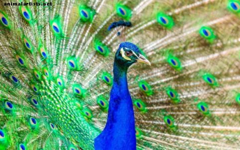 Όλα όσα πρέπει να ξέρετε για Peacock Pet - Πουλιά