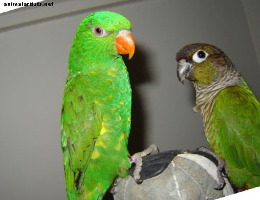 Sve o ljuskastih lokvica: Pet ptica i divljih ptica