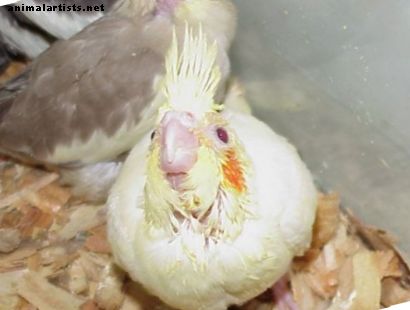 Des oiseaux - Prendre soin de bébés calopsitte