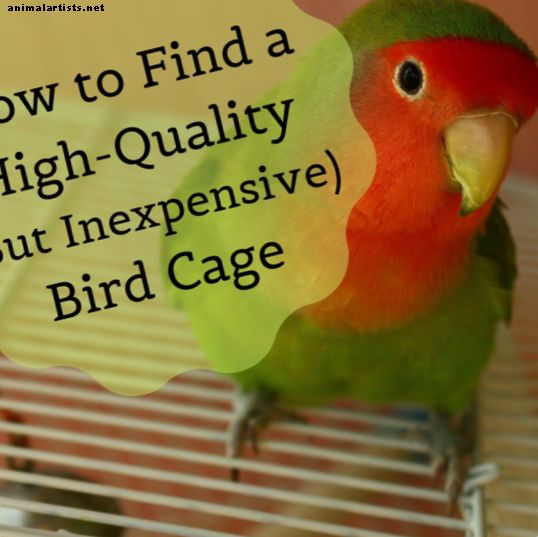 Значението на качествена клетка за птици и къде да намерите евтина - Птици