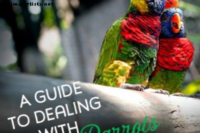 Kuidas minimeerida hormonaalset agressiooni tujukas papagois - Linnud