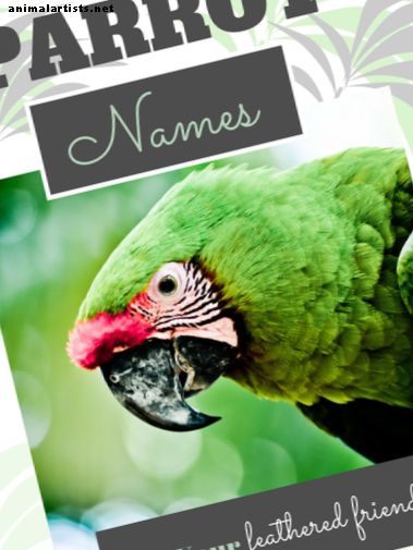 250+ coole Papageiennamen für Ihren außergewöhnlichen Vogel (von Ace bis Wingham) - Vögel
