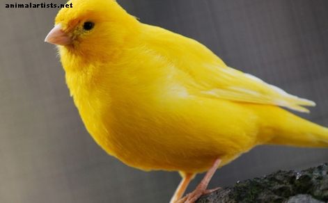 păsările excesive provoacă pierderea în greutate