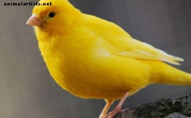 Signos y síntomas de enfermedad en Canarias - Aves